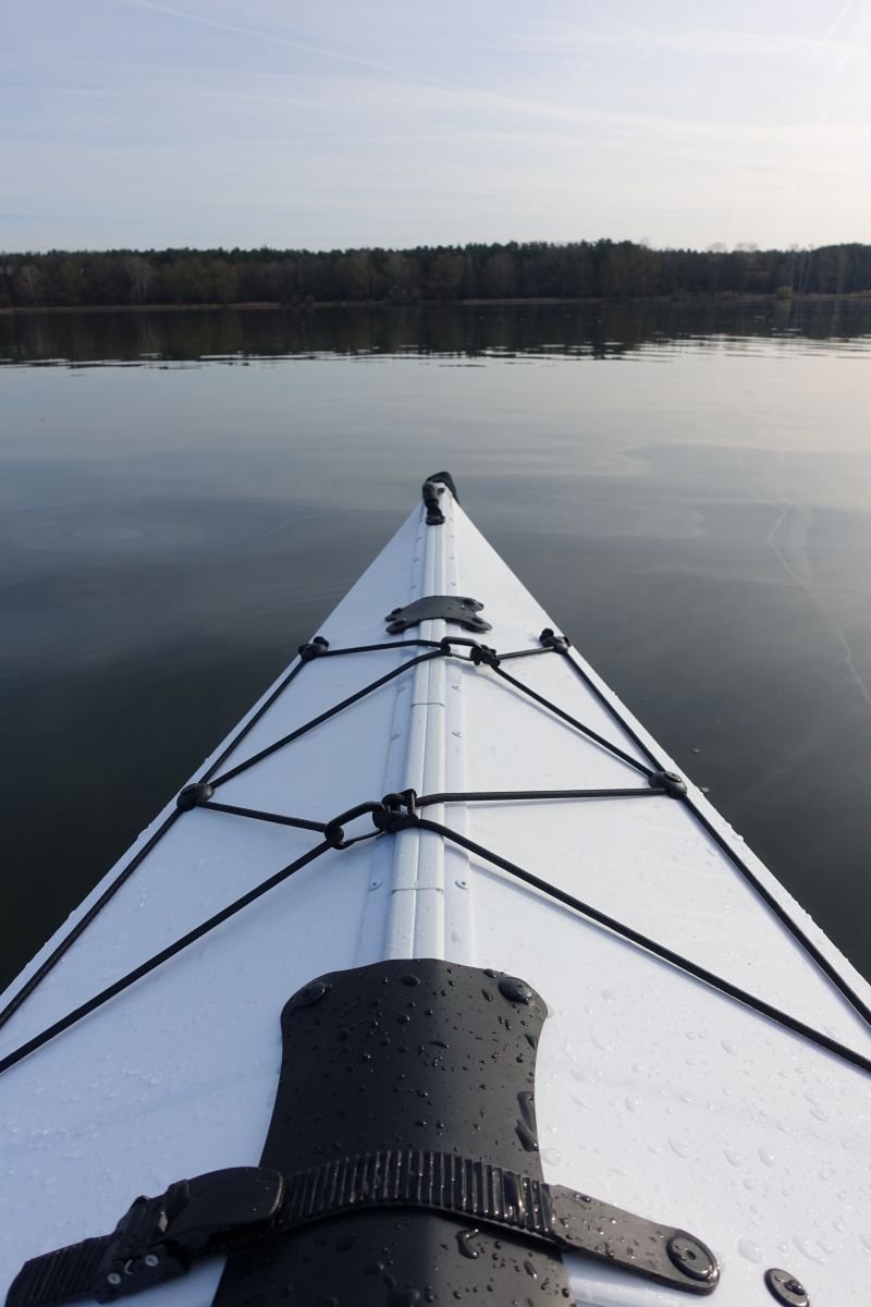 Fold im Wasser