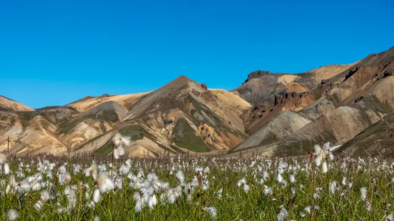 Wollgras-Wiese bei Landmannalaugar Wollgras-Wiese, im Hintergrund die bunten Berge bei Landmannalaugar