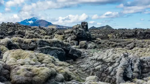 moosbewachsene Lavaformationen moosbewachsene Lavaformationen