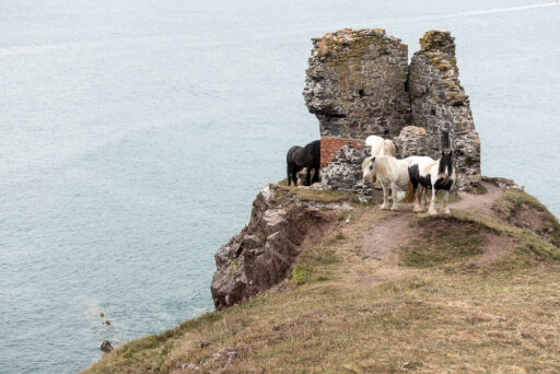 Pferde am Küstenpfad