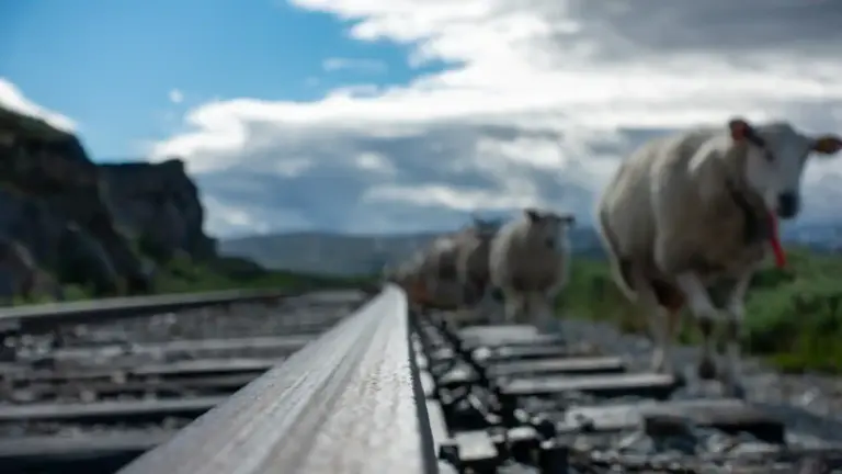 alte Gleise der Bergenbahn mit Schafen Alte Gleise der Bergenbahn mit in Reihe nacheinander entlanglaufenden Schafen