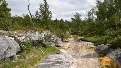 Bachbett im Birkenwald ausgewaschenes Bachbett im Birkenwald