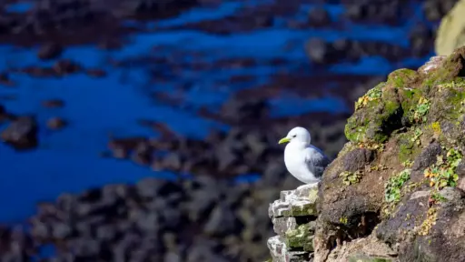 Vogelfelsen-Latrabjarg Hochsommer - wenige Vögel