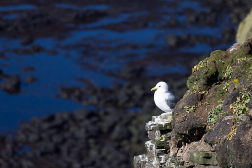 Vogelfelsen-Latrabjarg Hochsommer - wenige Vögel