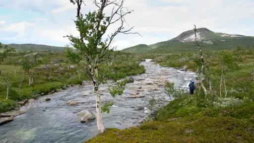 Flussüberquerung über Steine im Saltfjellet Trekking im Saltfjellet: Wanderer vor dem Überqueren eines Flusses über Steine im Nationalpark