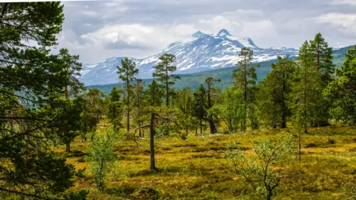 lichter Wald mit Bergblick im Saltfjell lichter Wald mit Bergblick im Saltfjell