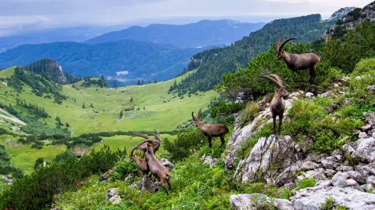 Gruppe von 5 Alpensteinböcken in den Voralpen