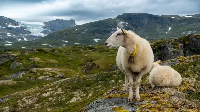 Schafe am Hardangerjokulen