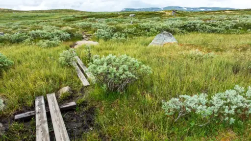 Sumpflandschaft in der Hardangervidda Sumpflandschaft in der Hardangervidda