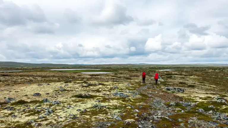 2 Wanderer mit roten Rucksack-Regenhüllen in der flachen Hochebene der Hardangervidda