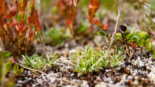 Gewöhnliches Katzenpfötchen in Jotunheimen, Norwegen ilbrig behaartes Gewöhnliches Katzenpfötchen in der alpinen Tundra des Jotunheimen Nationalparks, Norwegen