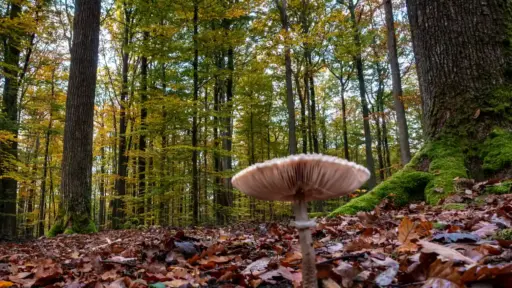 Mikroabenteuer im Herbst Pilzen sammeln im Herbst - hier im Spessart