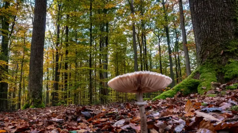 Pilzen sammeln im Herbst