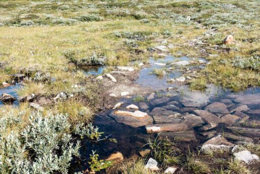 Moor- und Heidelandschaft