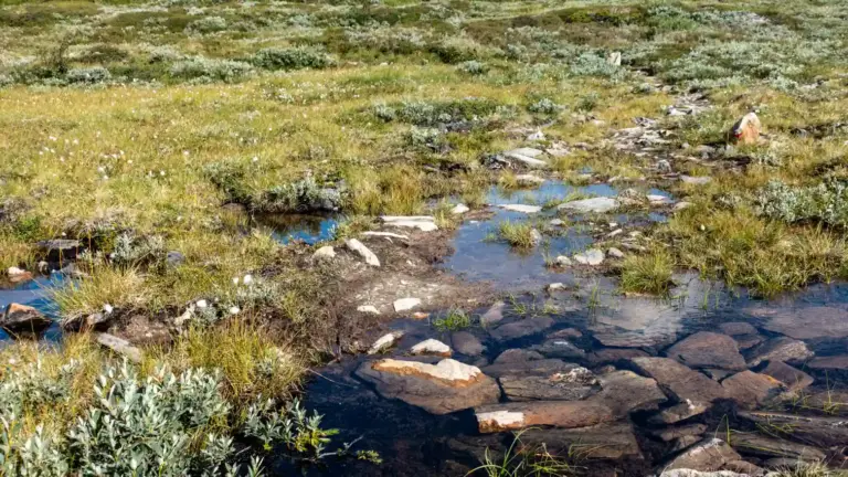 Moor- und Heidelandschaft Moor- und Heidelandschaft im Rondane, nach eine ausgedehnten Pfütze sieht man die Wergmarkung und einen schmalen Pfad durchs Nass