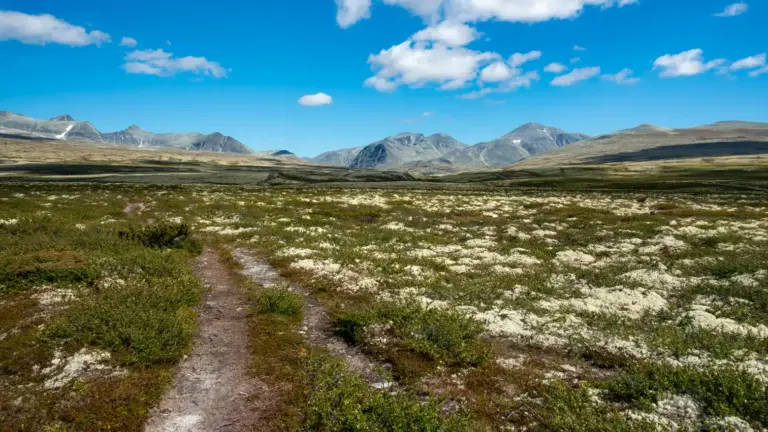 Rondane bei Spranget Rondane bei Spranget - im Vordergrund Heidelandschaft, im Hintergrund die Bergriesen des Rondane