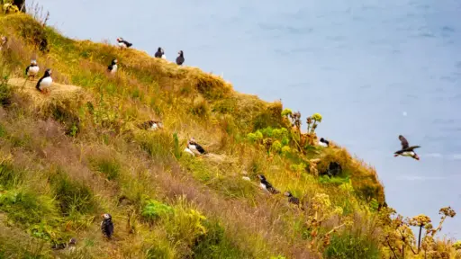 Papageientaucher bei Dyrhólaey mehrere Papageientaucher bei Dyrhólaey