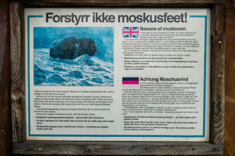 Warnschild Moschusrinder mit Erläuterungen in nowegisch, englisch und deutsch