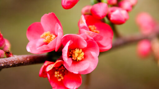 Botanischer Garten San Grato