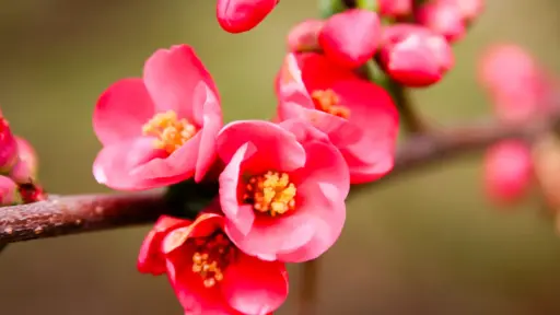 Zierquitte-im-Botanischer-Garten-San-Grato Botanischer Garten San Grato