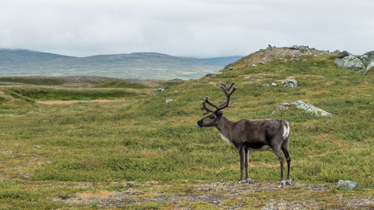 Rentier im schwedischen Fjäll