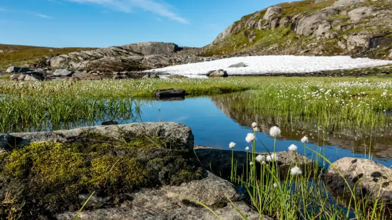 Sumpflandschaft im Jämtland