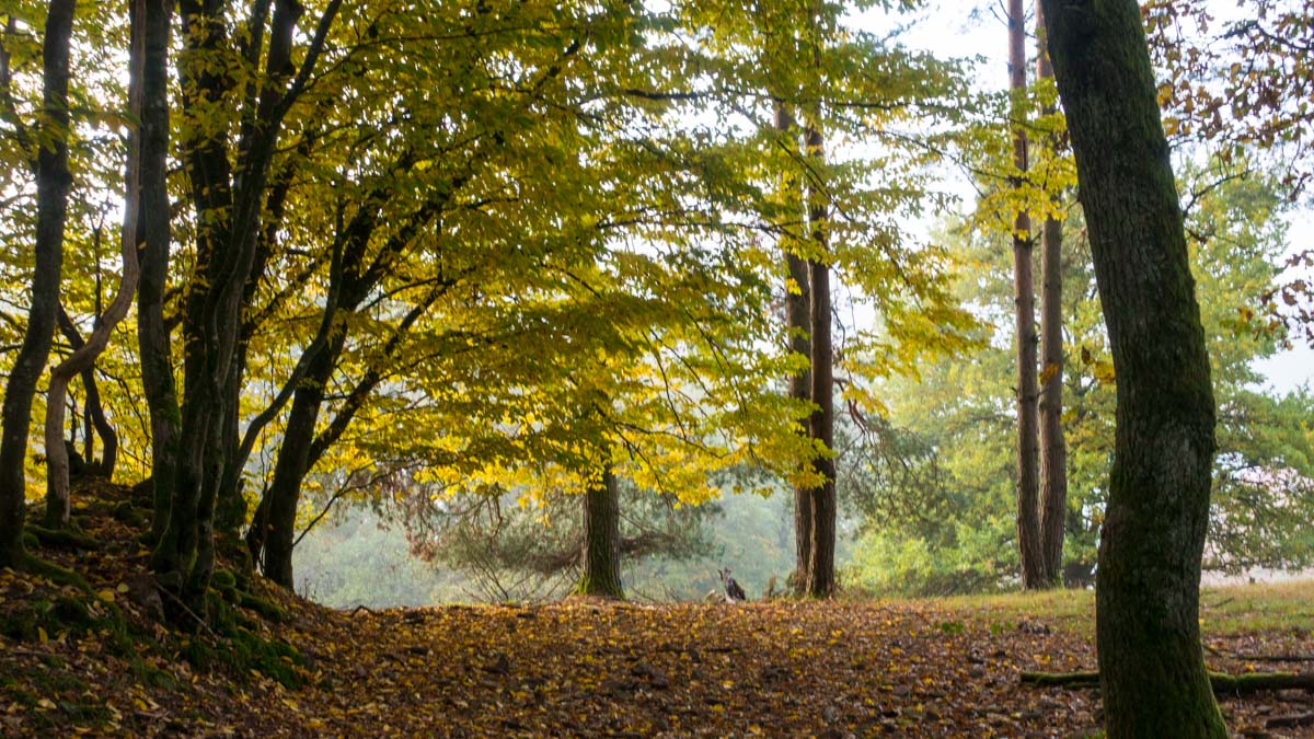 Trekking im Spessart