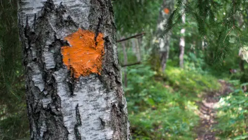 Wanderwegmarkierung in Schweden