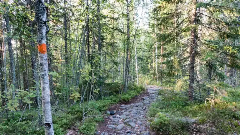 Steiniger Waldweg am Höga Kustenleden Steiniger Waldweg am Höga Kustenleden