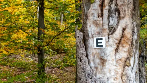 Wegmarkierung des Eselswegs Wegmarkierung "E" für den Eselsweg an einem Baum mit markanter Baumrinde