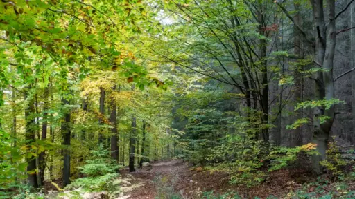Mischwald vs. Monokultur links saftig grüner Mischwald vs. abgestorbener Monokultur rechts. in der Mitte ein Weg der in die Tiefe geht
