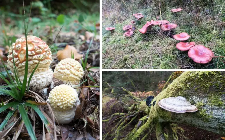 Pilze im Spessart Kollage mit verschiedenen Pilzen im Spessart