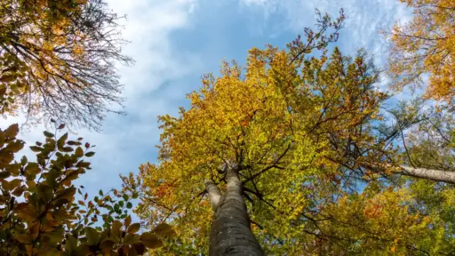 herbstliche Baumkronen im Spesssart herbstliche Baumkronen im Spesssart