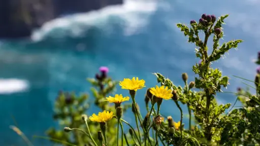 Flora an den Cliffs of Moher Flora an den Cliffs of Moher