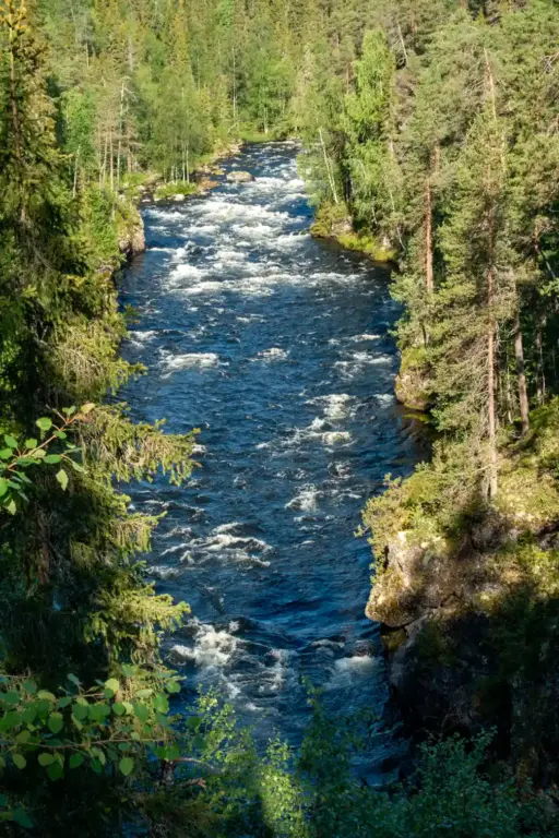 Aallokkokoski-Stromschnellen am Fluss Kitkajoki Ein reißender blauer Fluss mit weißen Stromschnellen fließt durch eine tiefe, von dichten grünen Nadelbäumen bewachsene Schlucht.
