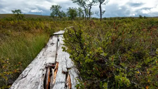 alte Bohlen im Paistunturi verottene alte Holzbohle in sumpfigen Fjellgebiet