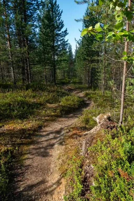 Wanderweg Karhunkierros (Bärenpfad) im Nadelwald Ein schmaler, kurviger Waldpfad führt durch einen dichten finnischen Kiefernwald mit Heidelbeersträuchern am Boden und einem alten Baumstumpf im Vordergrund.