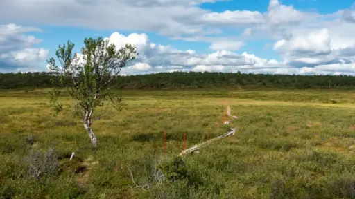Holzbohlenweg durch das Paistunturi Ein schmaler Holzbohlenweg mit roten Markierungsstangen schlängelt sich durch eine weite, flache Gras- und Heidelandschaft im Fjell, links steht eine einzelne Birke und im Hintergrund erstreckt sich ein dichter Birkenwald unter bewölktem Himmel.