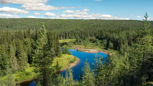 Flussschleife des Oulankajoki Weite Flussschleife des Flusses Oulankajoki. Flache Uferzonen und außenrum dichter Wald bei Sonnenschein mit wenigen Wolken.
