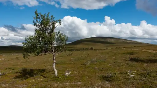 Baumgrenze am Guivi-Trail mit Blick auf das Njávgoaivi-Fjell Eine einzelne, verzweigte Moorbirke steht im linken Vordergrund auf einer kargen, bräunlich-grünen Fjellfläche, hinter der sich ein großer, kahler und runder Fjell-Berg unter blauem Himmel mit weißen Wolken erhebt.