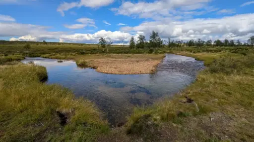 Der Fluss Njávgoaijohka im Fjell auf dem Guivi-Trail in Richtung Áhkogoahti Ein klarer, flacher Fluss teilt sich im Vordergrund um eine steinige Kiesbank inmitten einer grünen Fjell-Landschaft mit vereinzelten Birken unter blauem Himmel mit weißen Wolken.