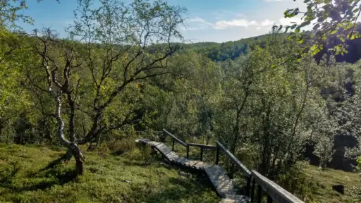 Holztreppe am Start des Guivi-Trails beim Sulaoja-Parkplatz Eine lange, hölzerne Treppe mit einem Geländer führt im Vordergrund im Zickzack durch einen lichten, grünen Moorbirkenwald an einem Hang hinunter.