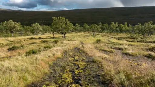 Heidelandschaft und Fjell im Kevo Naturreservat im Vordergrund nasse Heidelandschaft im Sonneschein, dahinter etwas tiefer Birken und am Horizont das Fjell der gegenüberliegenden Seite des Kevo-Canyons.
