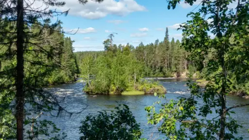 Insel im Oulankajoki bewaldete Insel im Oulankajoki mit dicht bewaldeter Landschaft bei blauem Himmel