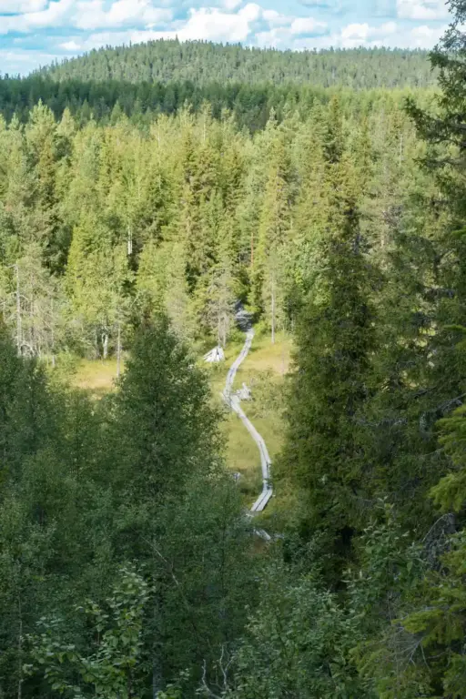 Bohlenweg am Karhunkierros durchs Moor Bohlenweg durchs Moor von oben, eingerahmt von Wald