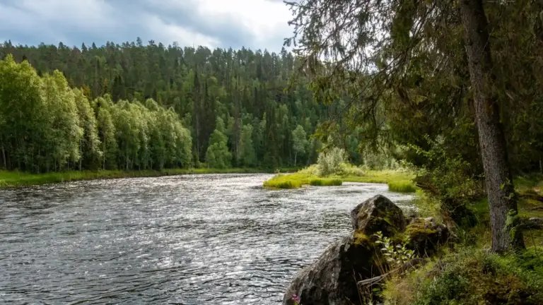 Ufer des Kitkajoki im Oulankajoki - kurz darauf wird es unwegsam... Ufer entlang des reißendem Fluss Kitkajoki im dicht bewaldetem Oulankajoki-Nationalpark.
