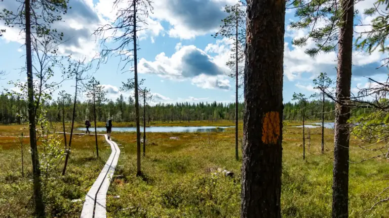 Moor auf dem Karhunkierros Holzbohlen mit Wanderern durch ein Moor auf dem Karhunkierros unter wechselhaftem Himmel. Im Vordergrund ist rechts ein Baum mit einer orangenen Wegmarkierung.