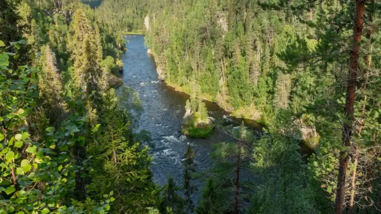 Flusstal im Oulanka-Nationalpark Blick von oben auf den Fluss Kitkajoki mit einer kleinen Insal, der sich durch dichte grüne Nadelwälder im finnischen Oulanka-Nationalpark schlängelt.
