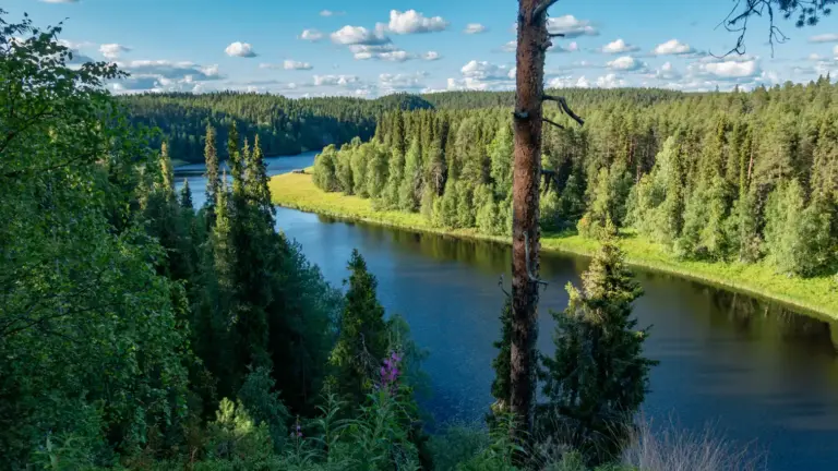 Oulankajoki vom Zeltplatz Taivalköngäs aus gesehen Blick von oberhalb auf eine Flussschleife des Flusses Oulankajoki bei abendlichem blauem Himmel mit vereinzelten Wolken. Rund um den Fluss dichter Mischwald.