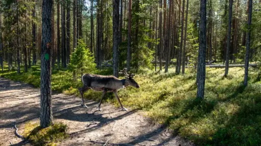 Rentier am Karhunkierros Rentier mit Geweih auf einem Wanderweg in lichtem Wald bei Sonnenschein